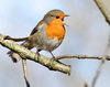 Singing Robin