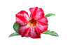 Flowers to View