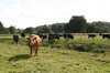 Curious cow