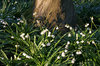 Spring snowflake