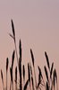 bulrushes