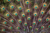 Peacock Feathers