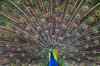 Peacock Feathers