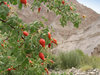 Wild Rose Hips