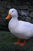 Village Ducks