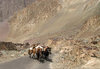 Pack horses on the road