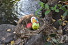 Easter eggs waiting to be foun