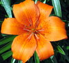 DayLily