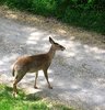 Young Deer