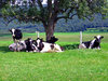 Cows 2