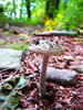 Stool on the path