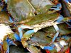 Blue Crab