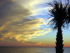 Palm Set