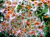 FuzzySeeds