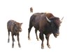 Bison
