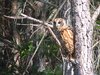 Whooo?