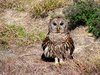 Whooo?