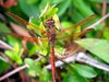 Dragonflys