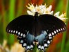FlutterBys