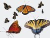 FlutterBys