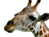 Silly Giraffe