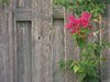 Fence