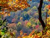 Shades of Autumn