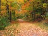 Path From Autumn