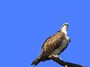 Water Bird of Prey
