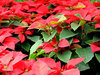 RedGreen
