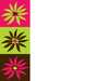 Three Daisies Card 2