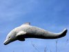 Petrus dolphin