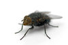 The Fly