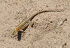 Himalayan agama