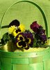 Pansy