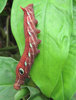 Caterpillar