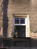 Dog in the window