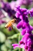 bees