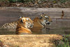 Playful Tigers
