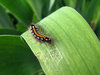 caterpillar