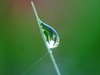 Morning dew