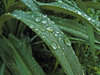After the rain