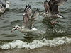 Sea hunts