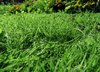 Grass