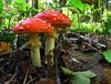 Toadstool