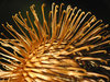 Thistle