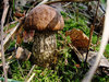 fungus 1