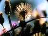 Morning in garden