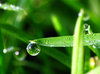 microcosm