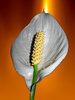 flowers-s